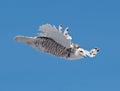 Snowy Owl